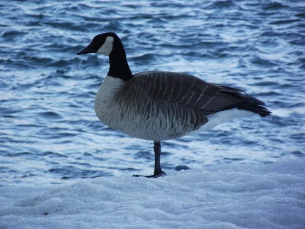 standing-goose